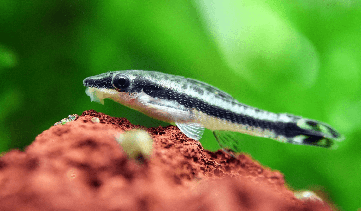 Đặc điểm Cá Otto