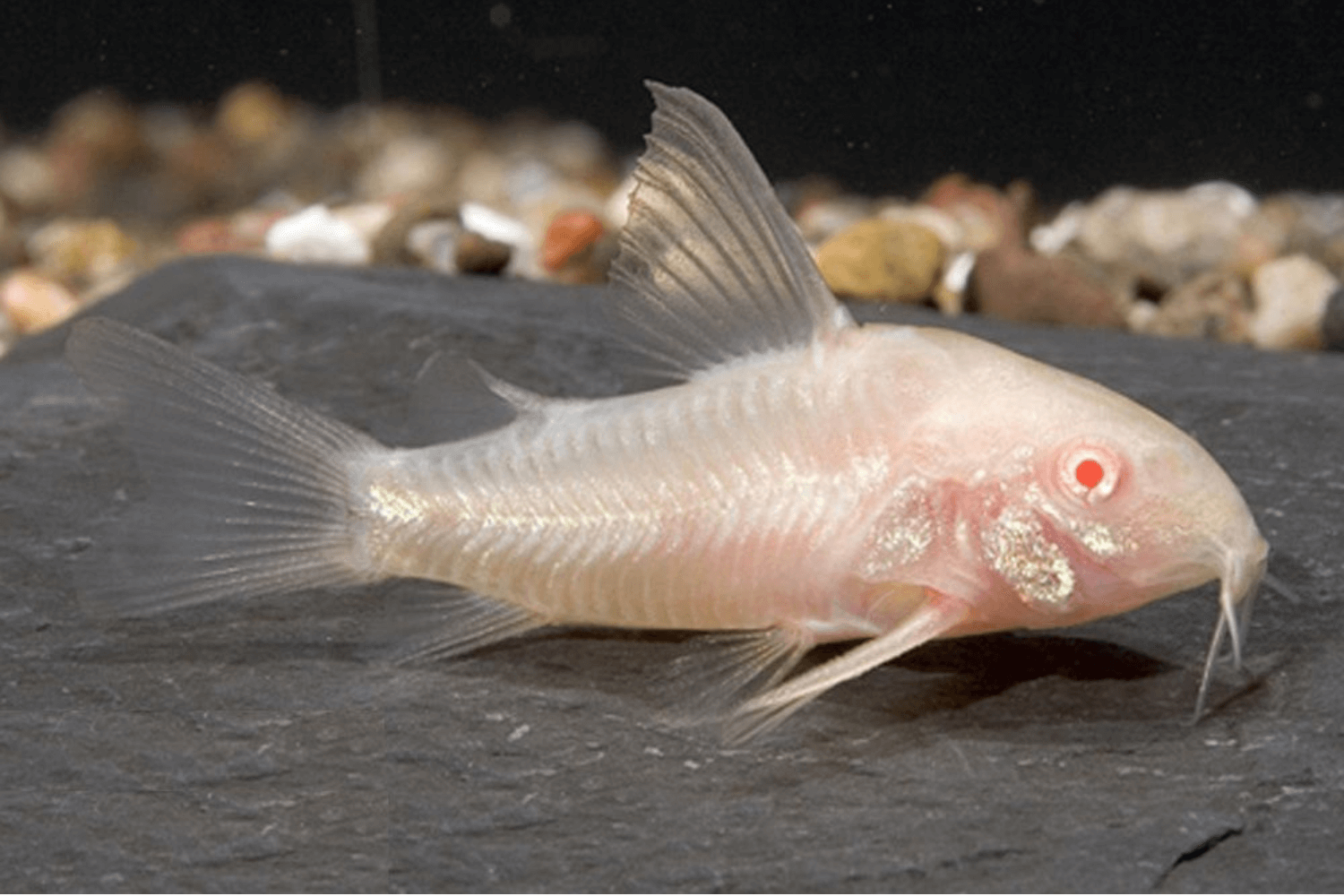 Đặc điểm cá chuột Albino Đặc điểm cá chuột Albino