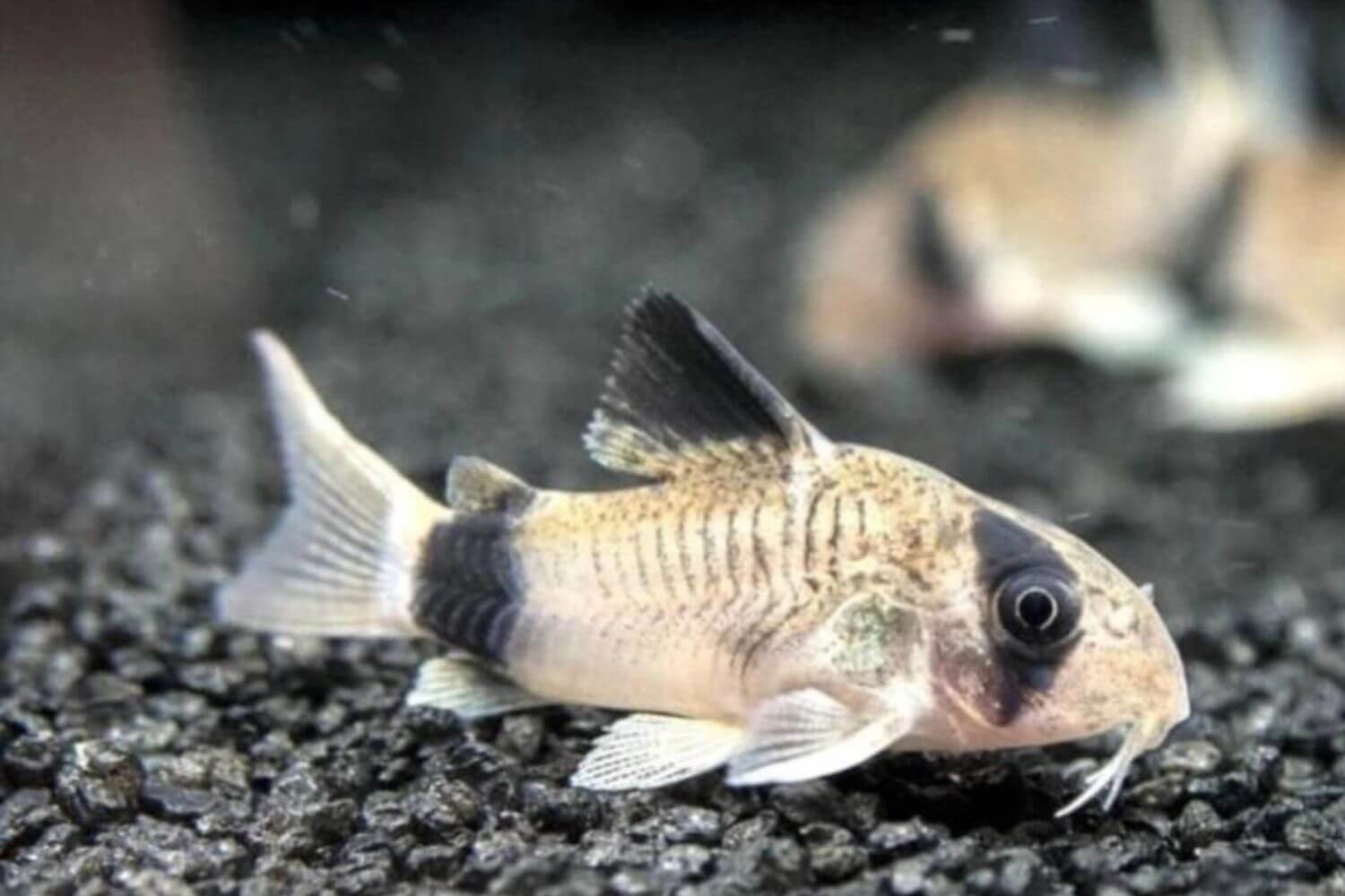 Đặc điểm Cá Chuột Panda