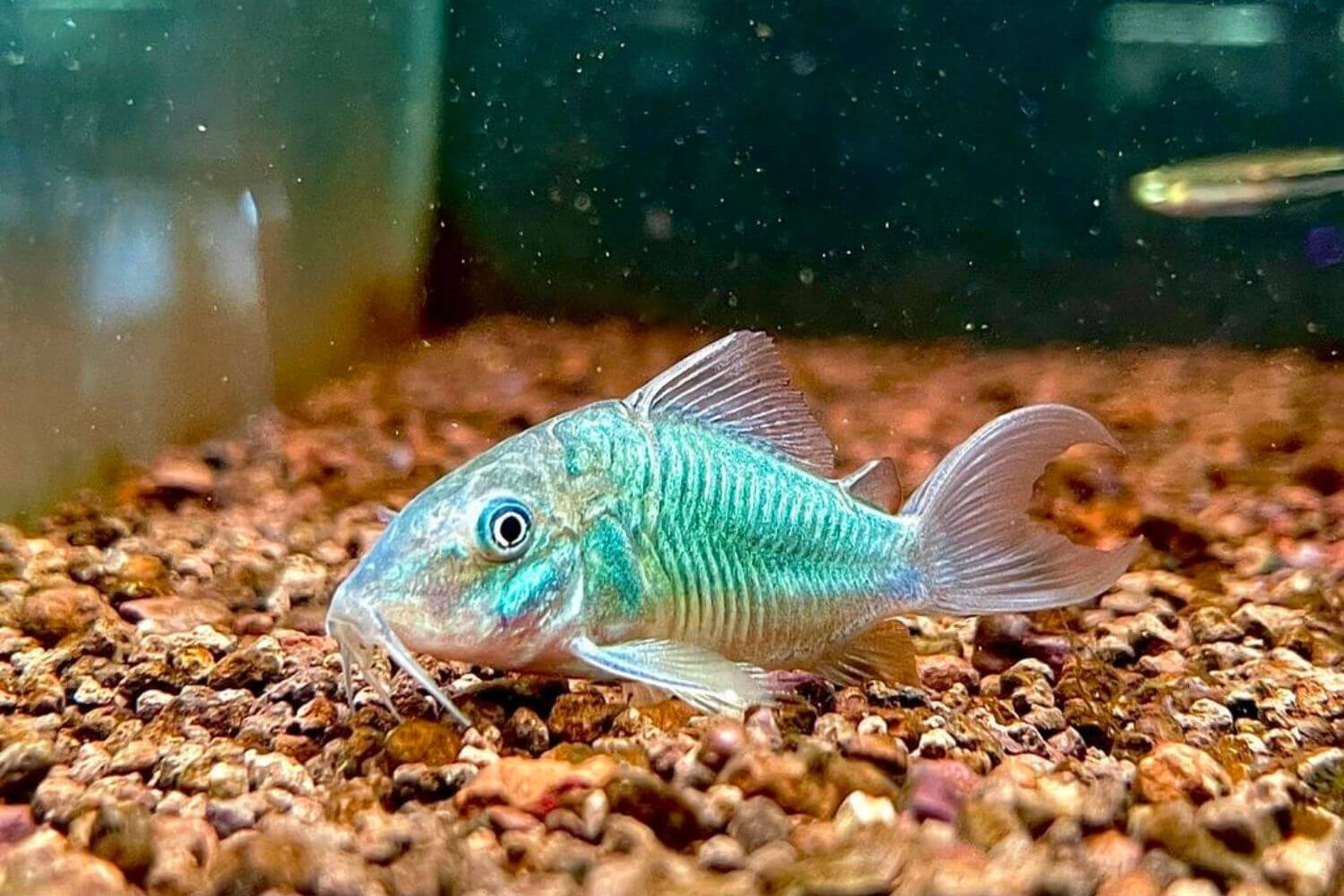 Đặc điểm Cá Chuột Green