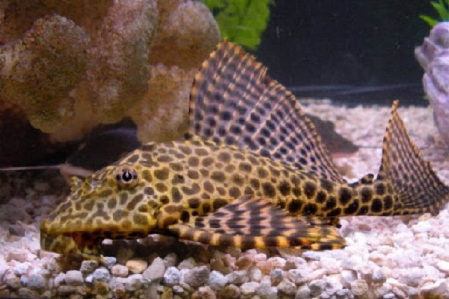 Đặc điểm Cá Tỳ Bà Beo