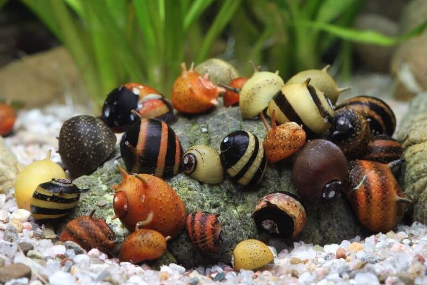 Đặc điểm Ốc Nerita Gai