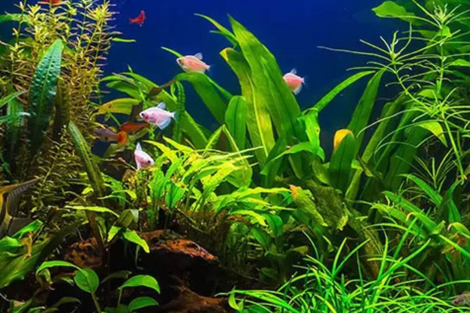 Bể Không Cần CO2 Bể Không Cần CO2