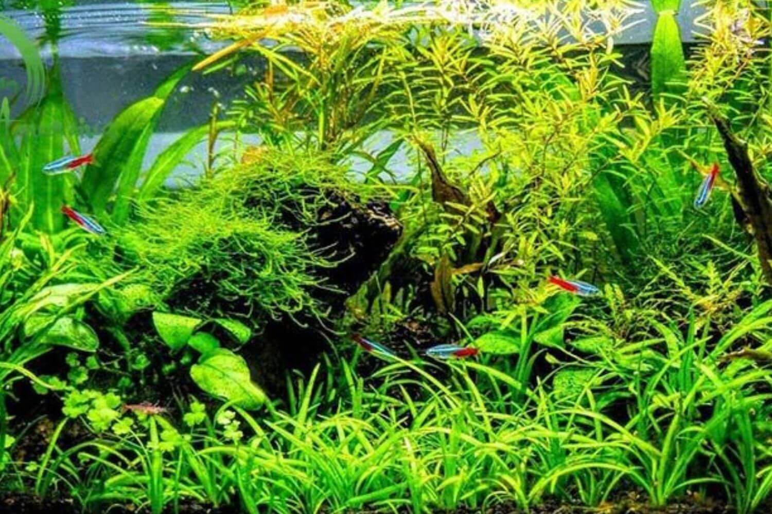 Chăm Sóc Bể Thủy Sinh Không CO2 Chăm Sóc Bể Thủy Sinh Không CO2