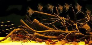 Read more about the article Lũa làm nước hồ cá bị vàng ? Nguyên nhân và cách xử lý hiệu quả
