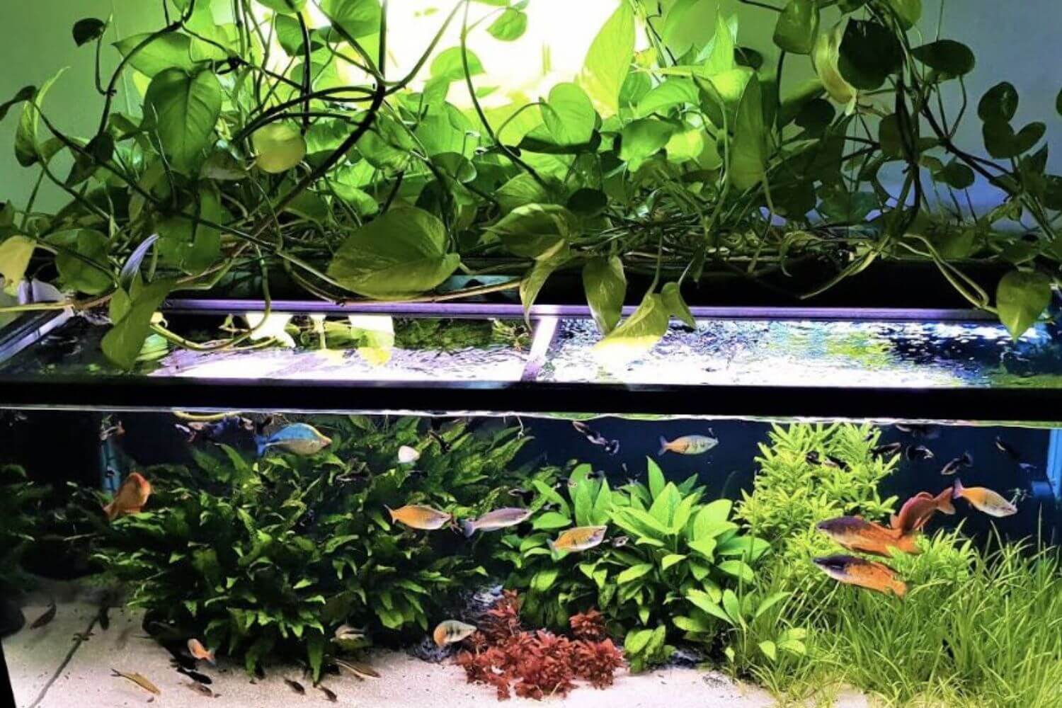 Cây Trầu bà thủy sinh