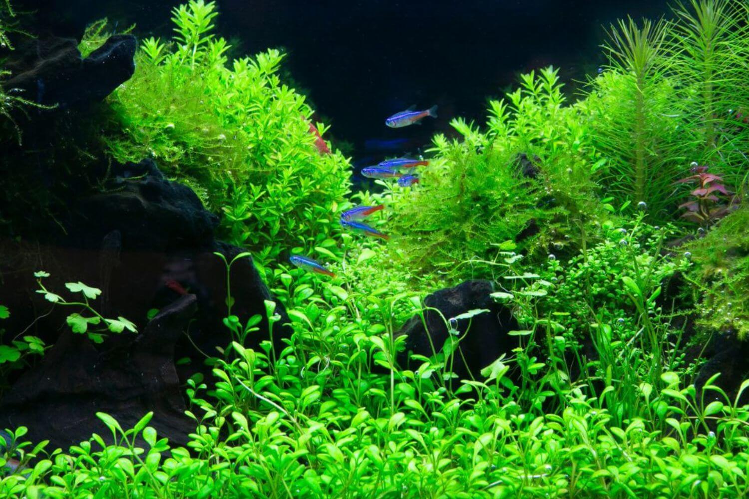 chọn cây thủy sinh