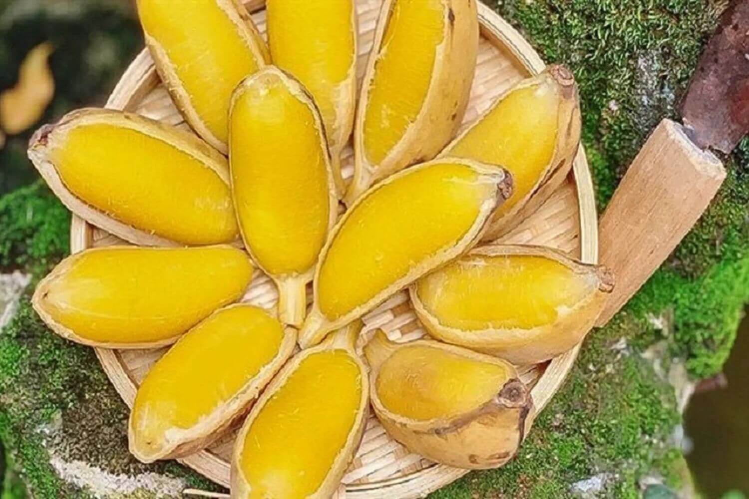 Chuối Luộc Chuối Luộc
